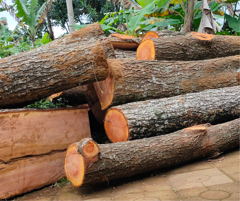 Wood Round Log / Sawn Timber – Eurasia Group